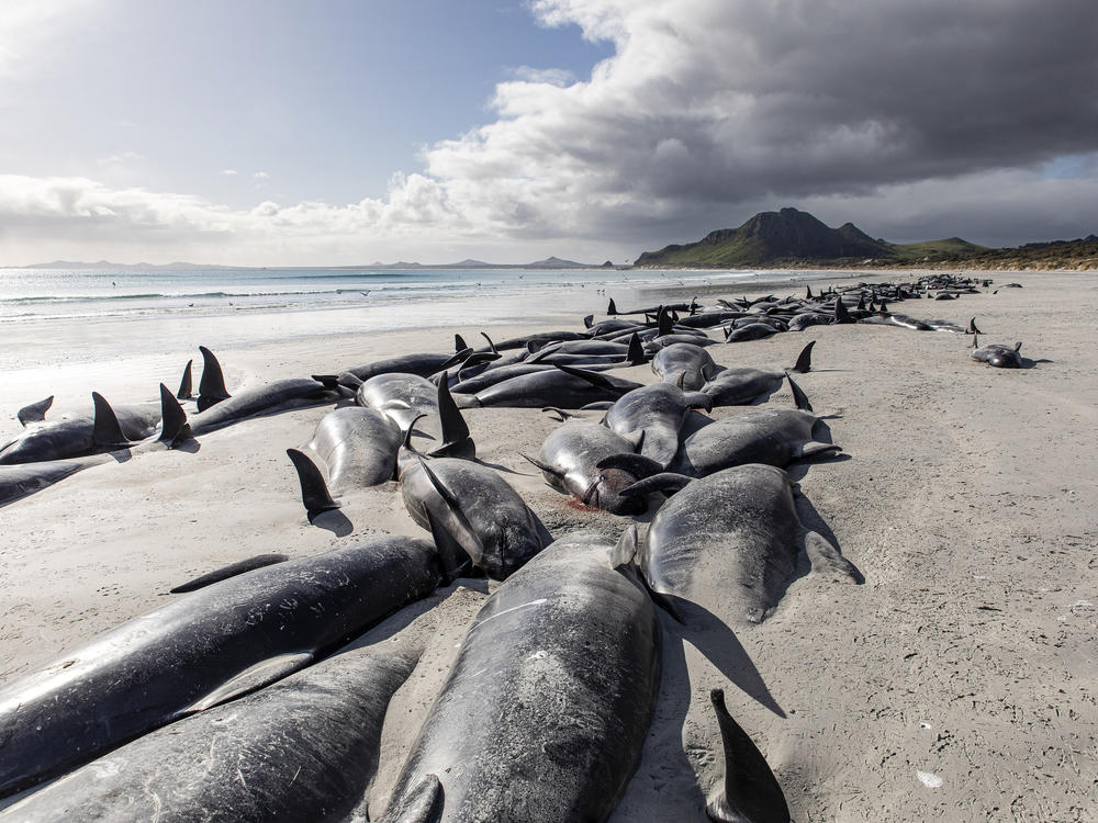 A string of dead pilot whales line the beach at Tupuangi Beach in New Zealand's Chatham Archipelago, on Saturday.