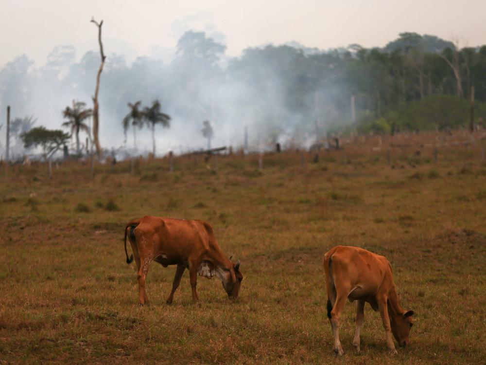 Cattle graze near a fire in Amazonas, Brazil, on Sept. 22. A new report analyzed years of data on wildlife populations across the world and found a downward trend in the Earth's biodiversity.