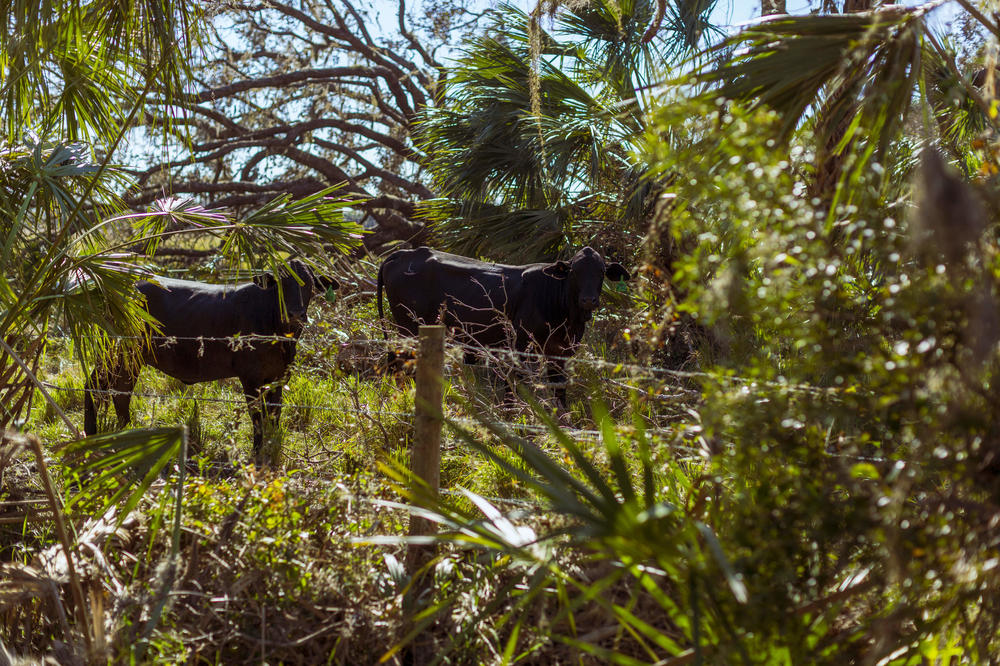 Cattle on the ranch managed by Cliff Coddington which was damaged by Hurricane Ian.
