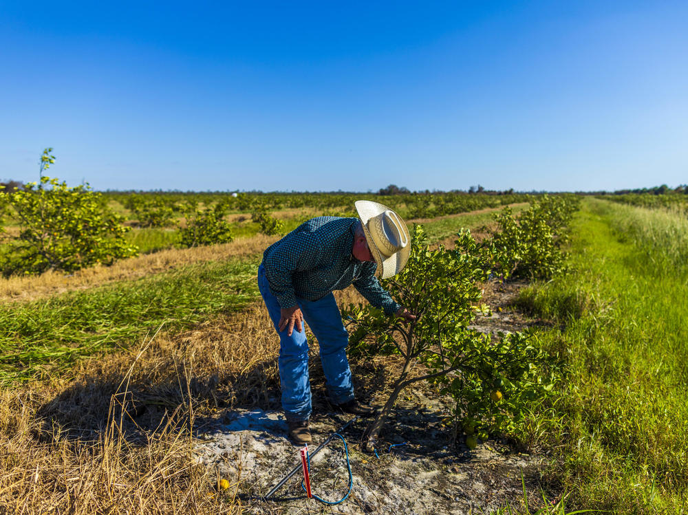 Cliff Coddington inspects a young orange tree that's been uprooted by Hurricane Ian on a ranch he runs in Sarasota County, Fla.