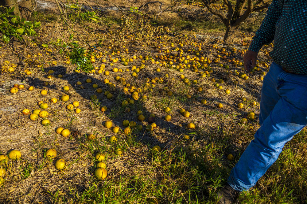 Citrus is scattered on the ground after Hurricane Ian's powerful winds ripped across the ranch managed by Cliff Coddington in Sarasota County, Fla., on Oct. 7, 2022.