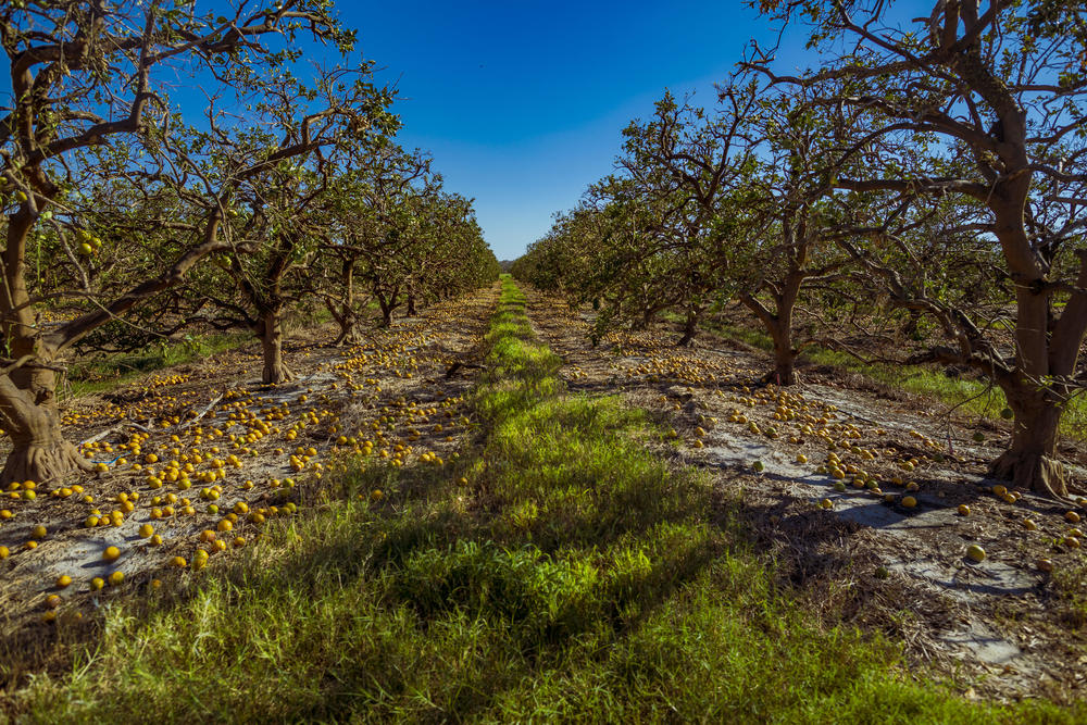 Citrus trees on the ranch managed by Cliff Coddington which was damaged by Hurricane Ian.