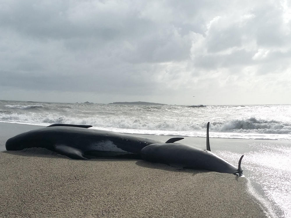 A photo released by the New Zealand Department of Conservation on April 5, 2018, shows beached pilot whales in Haast, a city on the west coast of New Zealand's South Island.