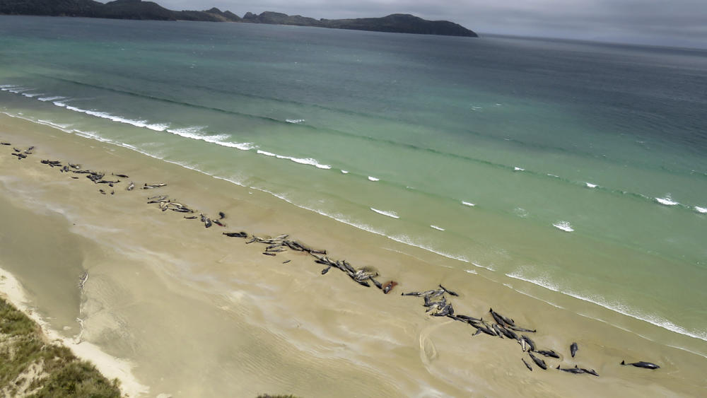 Pilot whales are seen beached along New Zealand's Stewart Island on Nov. 25, 2018.