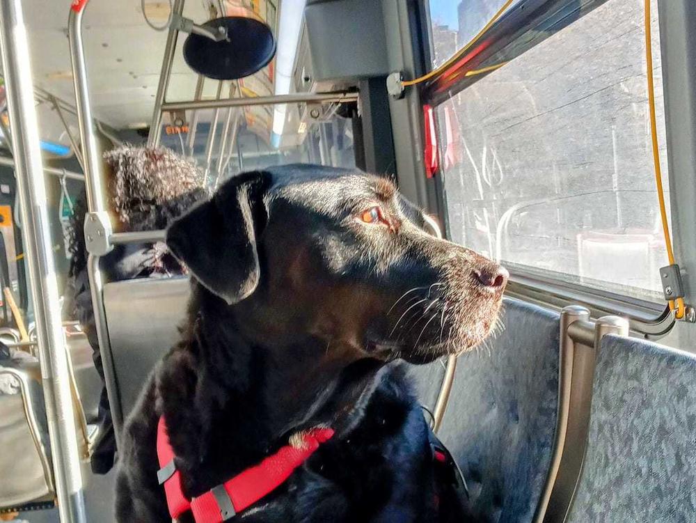 Eclipse looked out the window to know where to get off the bus.