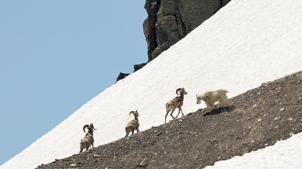 A mountain goat moves toward three bighorn rams near a snow patch in Glacier National Park. The goat eventually moved the rams out of the way.