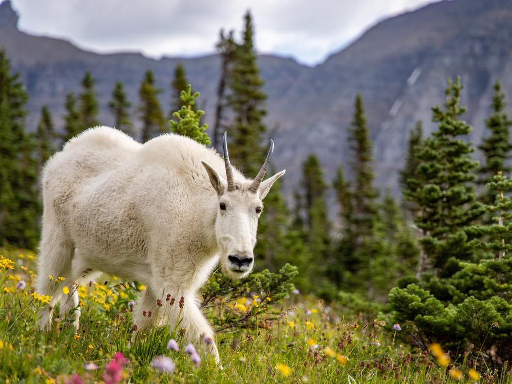 A female mountain goat in an alpine meadow in Montana's Glacier National Park. When goats competed with sheep for salt in the park, the goats won almost unanimously.