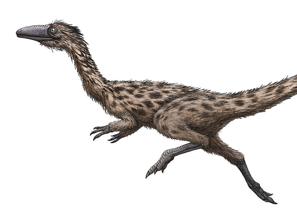 This is an artist's rendering of the dinosaur Podokesaurus holyokensis, which lived millions of years ago in what is now Massachusetts. The dinosaur, whose name means 