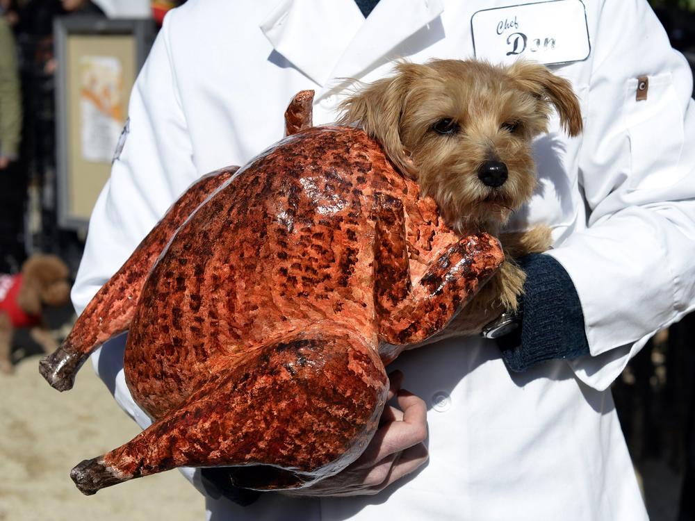 A dog dressed in a turkey costume at the 2013 Tompkins Square Halloween Dog Parade in New York City.
