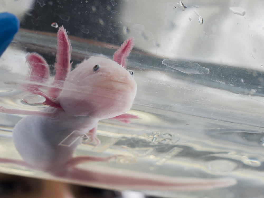 Lately, more and more people have been getting axolotls as pets.