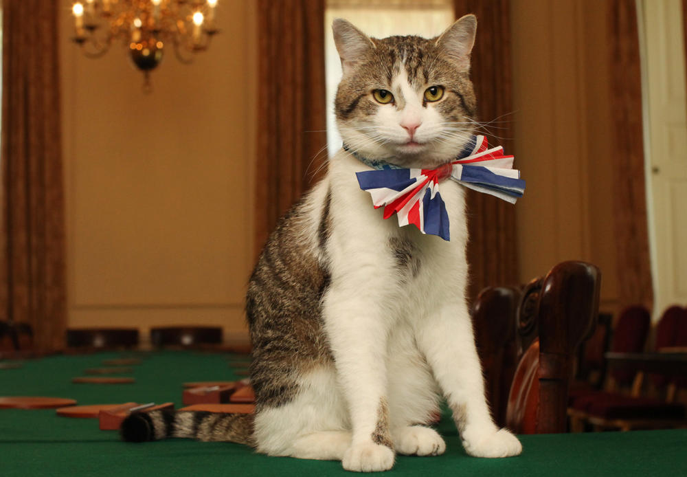 Larry the Cat in a Union flag bow-tie in the Cabinet Room at 10 Downing Street on April 28, 2011.