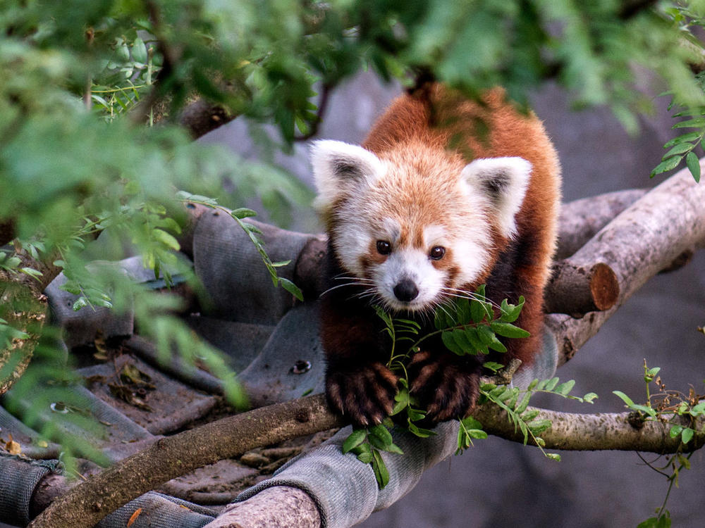 In this handout provided by the Smithsonian National Zoo, a male red panda named Rusty is seen in his exhibit in the Smithsonian National Zoo on June 18, 2013 in Washington, DC. Rusty went missing on June 23, 2013 from the zoo but was found in the Adams Morgan neighborhood of Washington the following day. (Photo by Abby Wood/Smithsonian National Zoo via Getty Images)