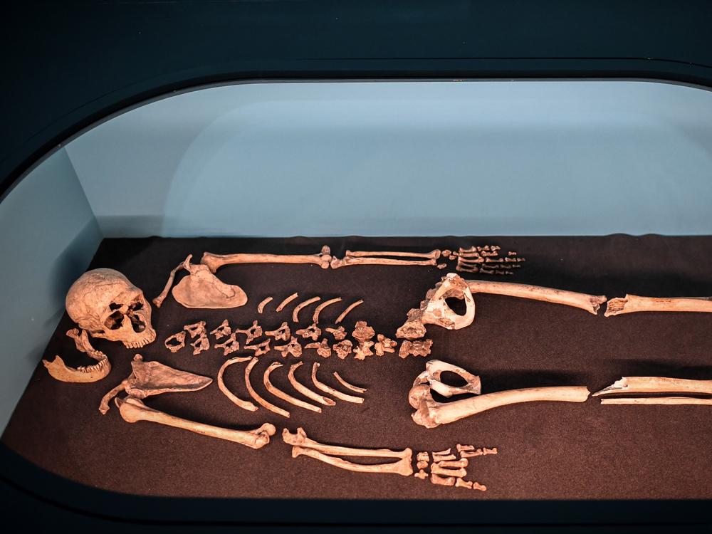 A Neanderthal skeleton on display in 2018 at the Musee de l'Homme in Paris. Researchers extracted DNA from bones found in Russia to learn more about how their communities were organized.