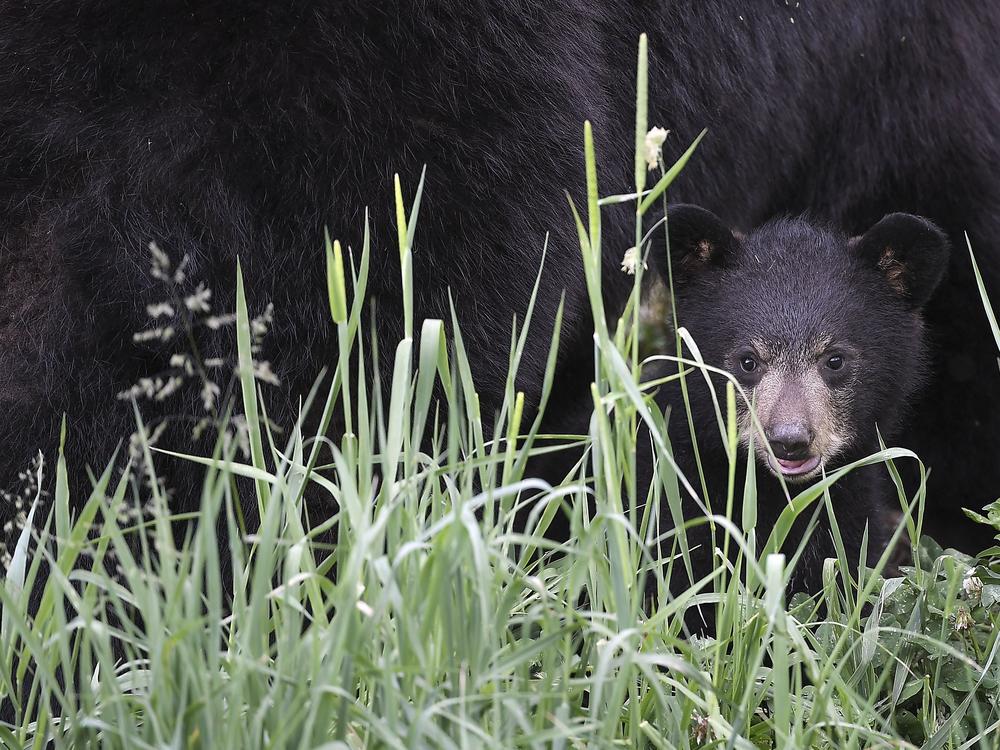 There have been at least 19 recorded black bear attacks since the 1970s.