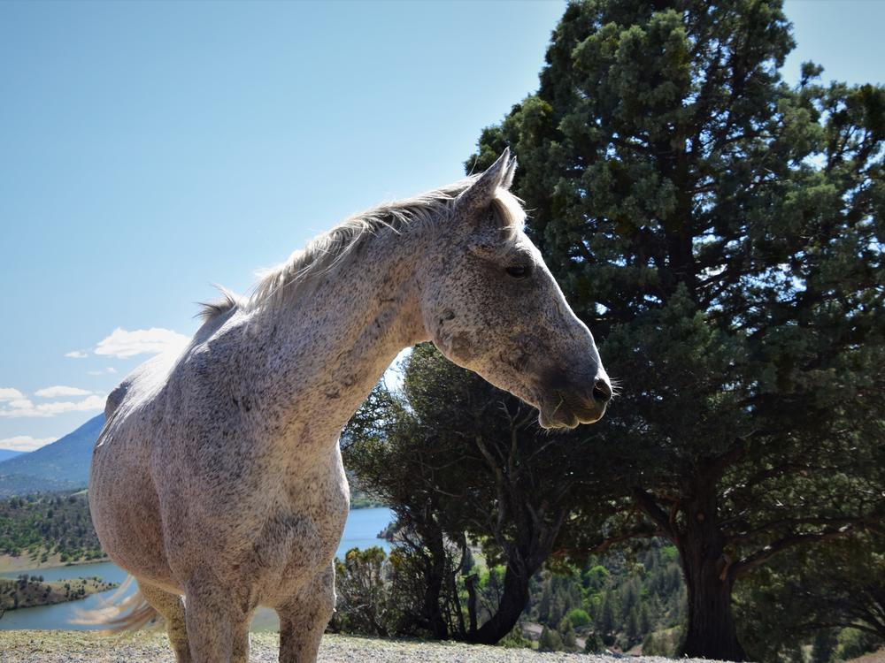 Gandalf, a 16-year-old stallion and likely the oldest on the range, at Wild Horse Ranch in Siskiyou County, California in March 2022. Gandalf has been usurped by a younger stallion that allows him to continue to be part of the family band, a twist on the usual family band make-up that typically consists of a lone band stallion.