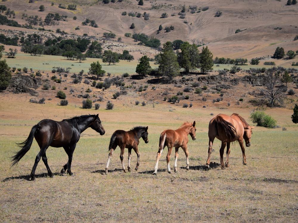 MaryBelle with two foals and a second mare on the open range near the Soda Mountain Wilderness area, straddling the Oregon and California border, in May 2021.