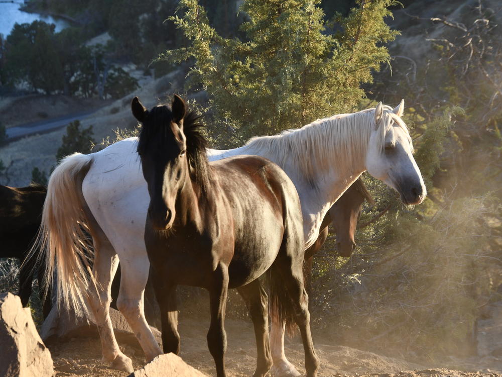 Mystic, Phoenix and Samira at Wild Horse Ranch Siskiyou County, California in Aug. 2022. Mystic is a local wild stallion.