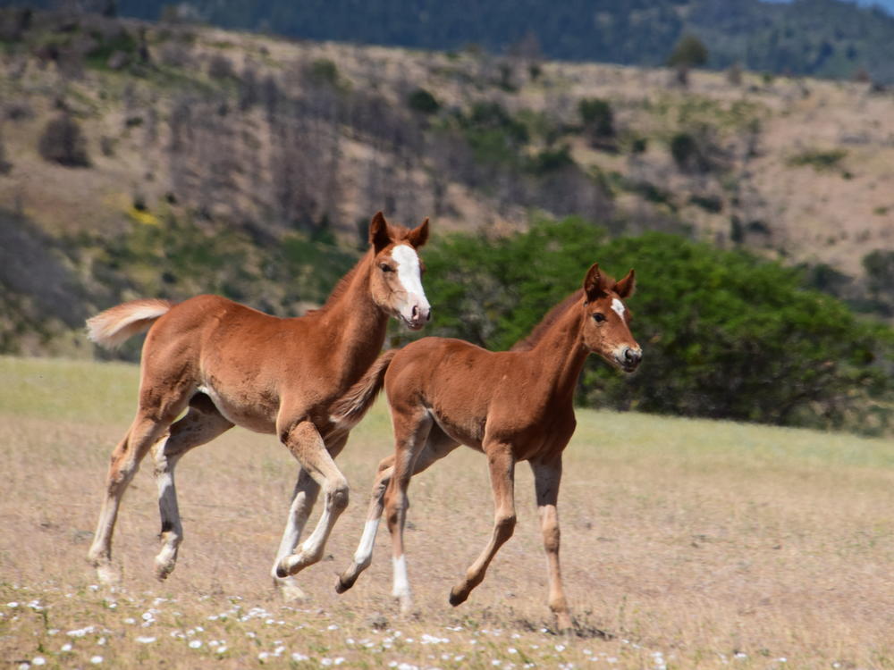 Rio and Ivy, offspring from rewilded mares, on the open range near the Soda Mountain Wilderness area, straddling the Oregon and California border, in May 2021.