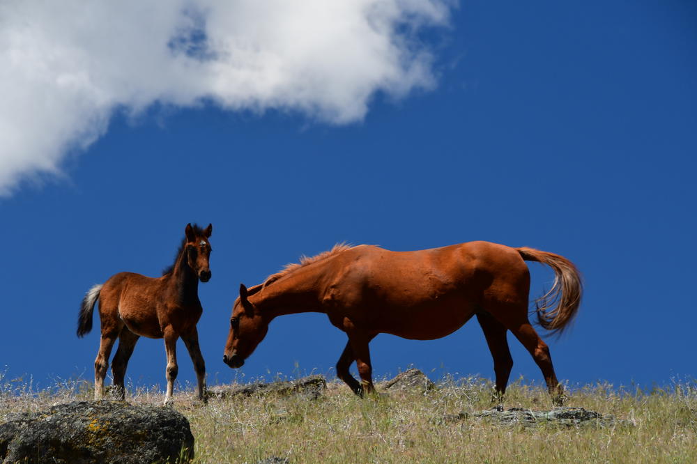 Rosey, a 10-year-old mare, and her filly, Ellie, on the open range near the Soda Mountain Wilderness area, straddling the Oregon and California border, in May 2022.