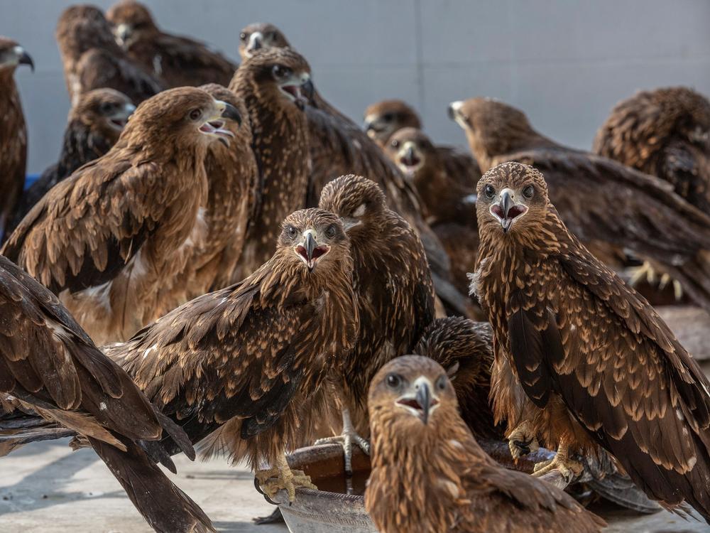 Injured black kites at Wildlife Rescue, a clinic run by brothers Nadeem Shehzad and Muhammad Saud in Delhi. Over the past 12 years, they've treated nearly 26,000 of the raptors. The brothers are featured in a new prize-winning documentary, <em>All That Breathes, </em>opening in the U.S. this month and coming to HBO in 2023.