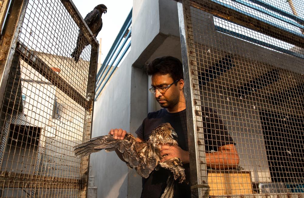 Muhammad Saud examines an injured kite. He says that raptors are misunderstood creatures, and are helpful in cleaning up the garbage around the city.