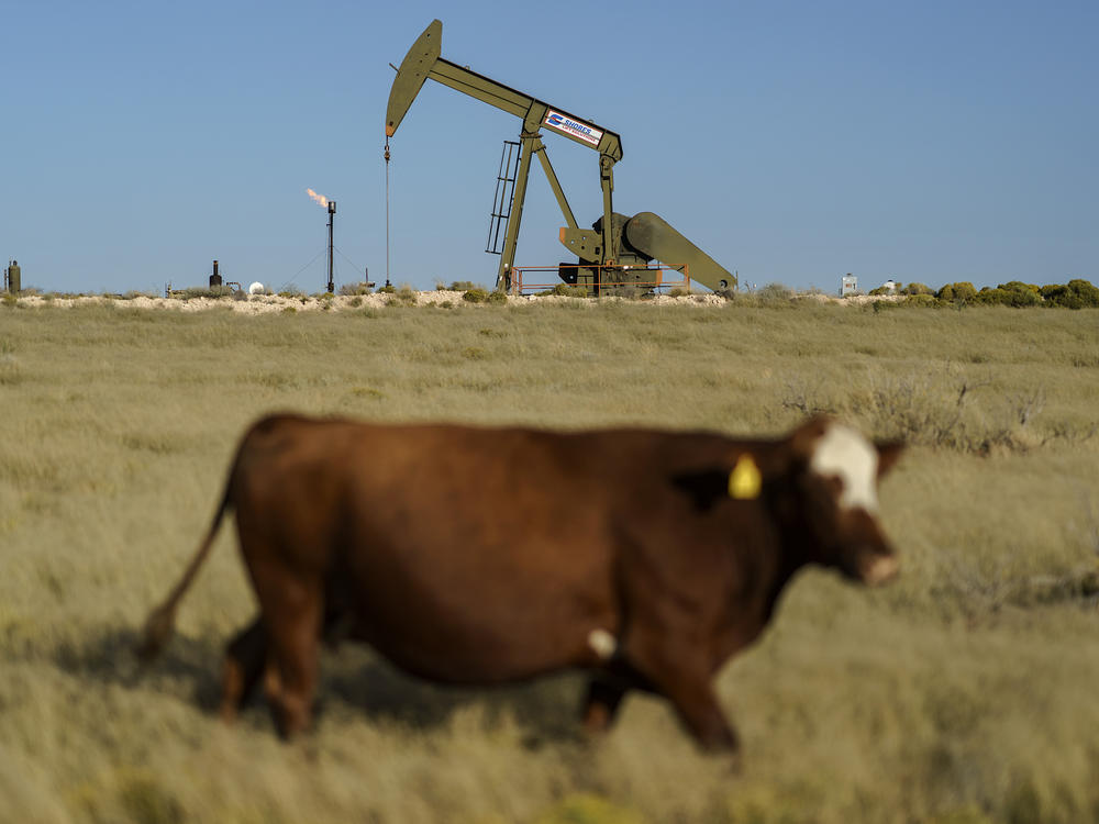 A cow walks through a field as an oil pumpjack and a flare burning off methane and other hydrocarbons stand in the background in the Permian Basin in Jal, N.M., Oct. 14, 2021.