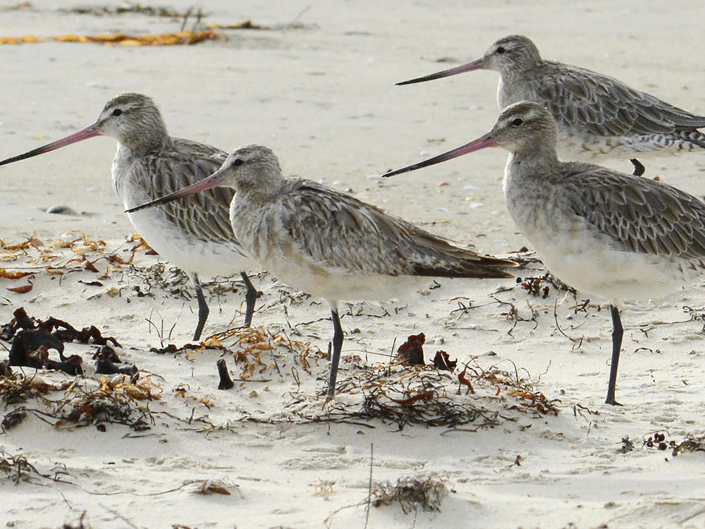 Bar-tailed godwits stand on the beach at Marion Bay in Australia's Tasmania state on Feb. 17, 2018.