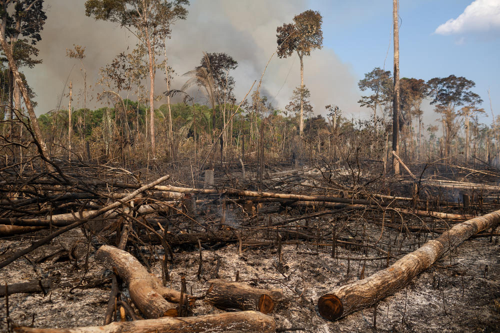 An area of recently deforested and burned Amazon rainforest along highway BR-319 on Sept. 25.