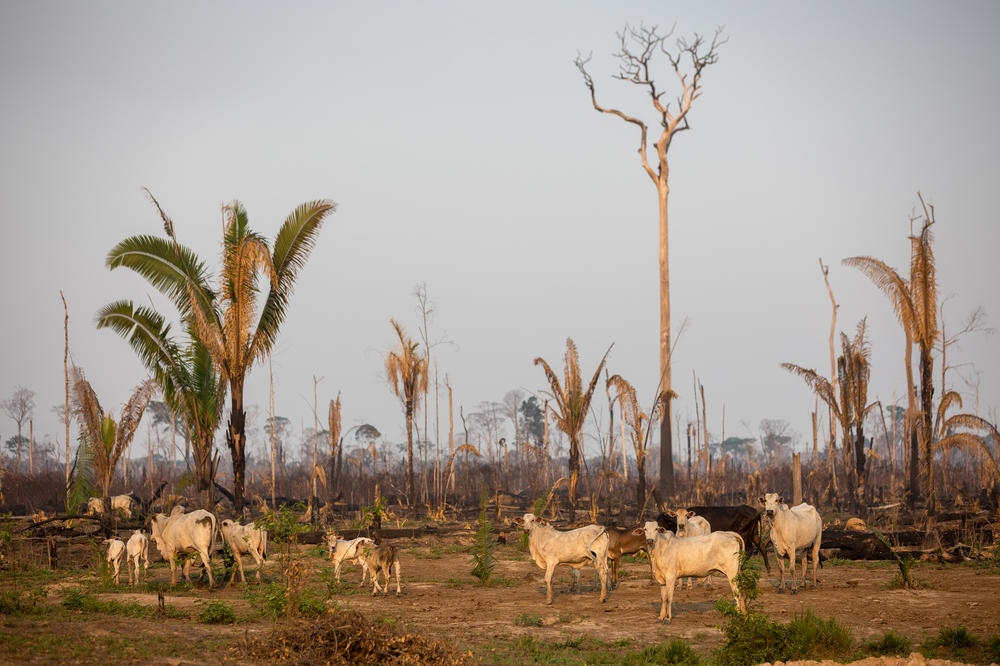 Cattle in a recently deforested and burned area of the Amazon rainforest along the BR-319 on Sept. 25.