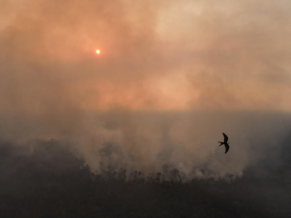 A bird flies past a large fire in a recently deforested area of the Amazon rainforest along highway BR-319 on Sept. 25.