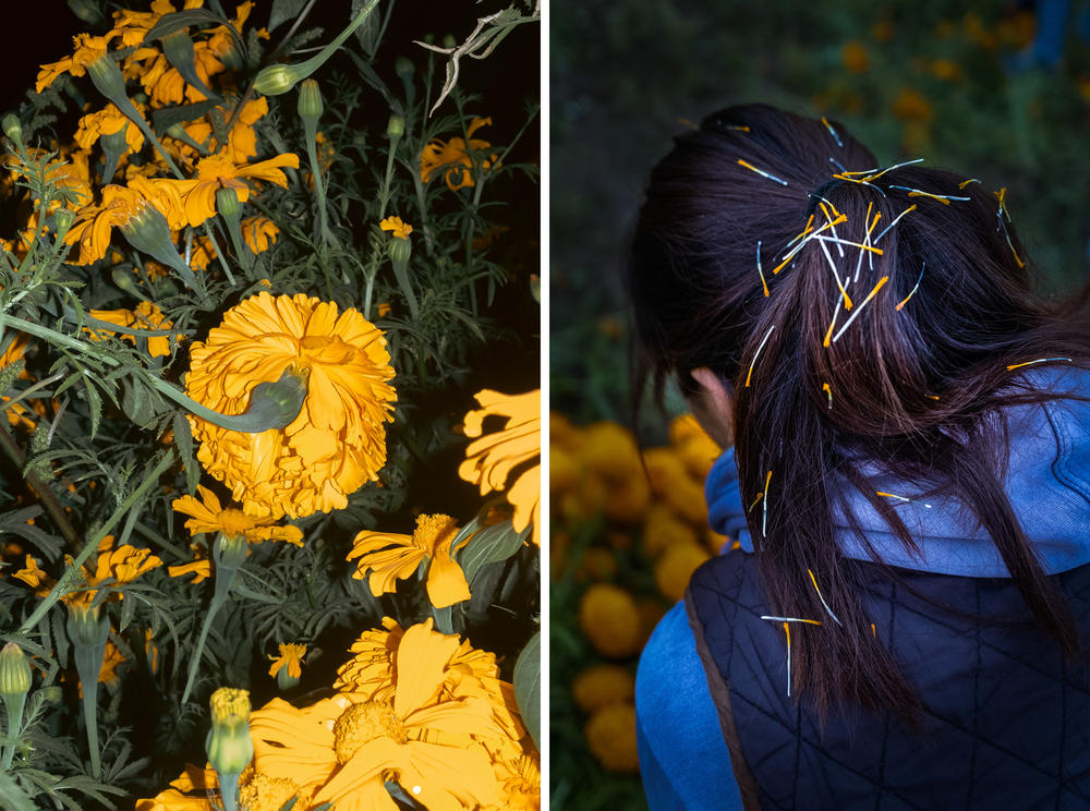 Maria Fernanda Hernandez's hair with pistils of the Cempasúchil flower that her daughter Abril placed in her hair in San Fulix Hidalgo, Puebla, Mexico.