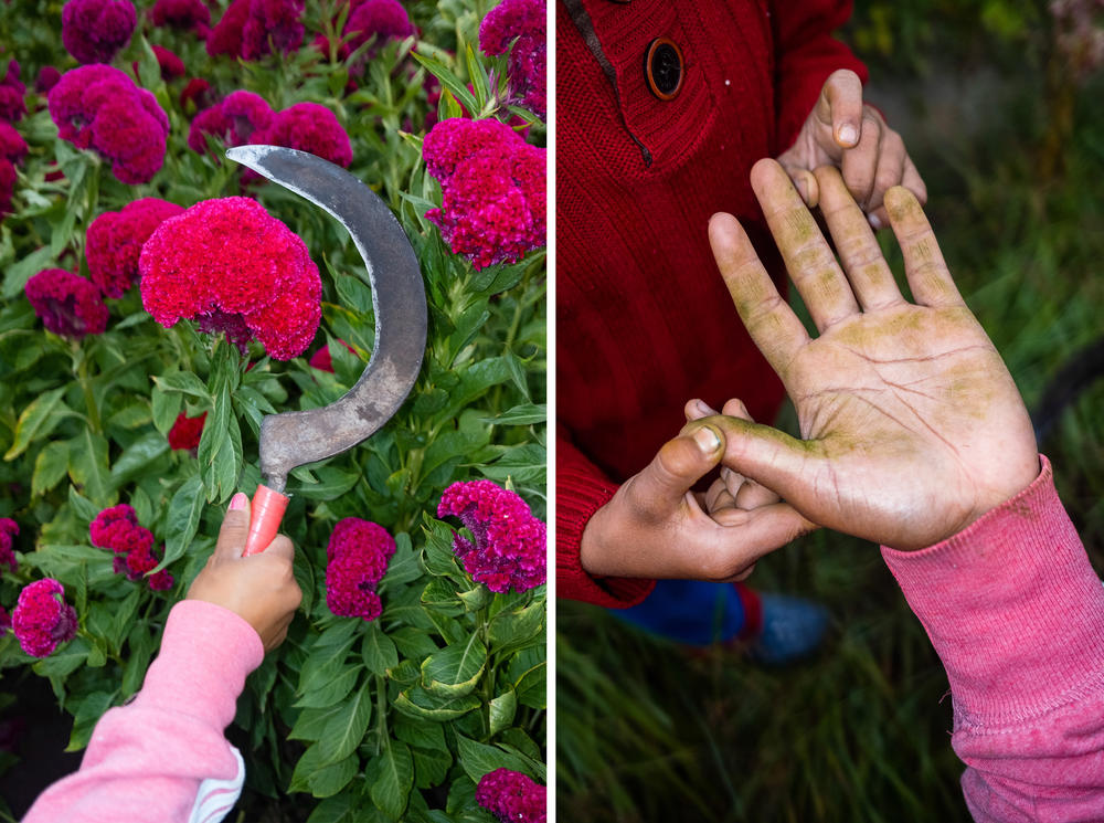 Maria Azucena Hernandez holds the sickle, work tool, while harvesting Terciopelo flower in San Fulix Hidalgo, Puebla, Mexico. Her hand was held by her son during the workday.