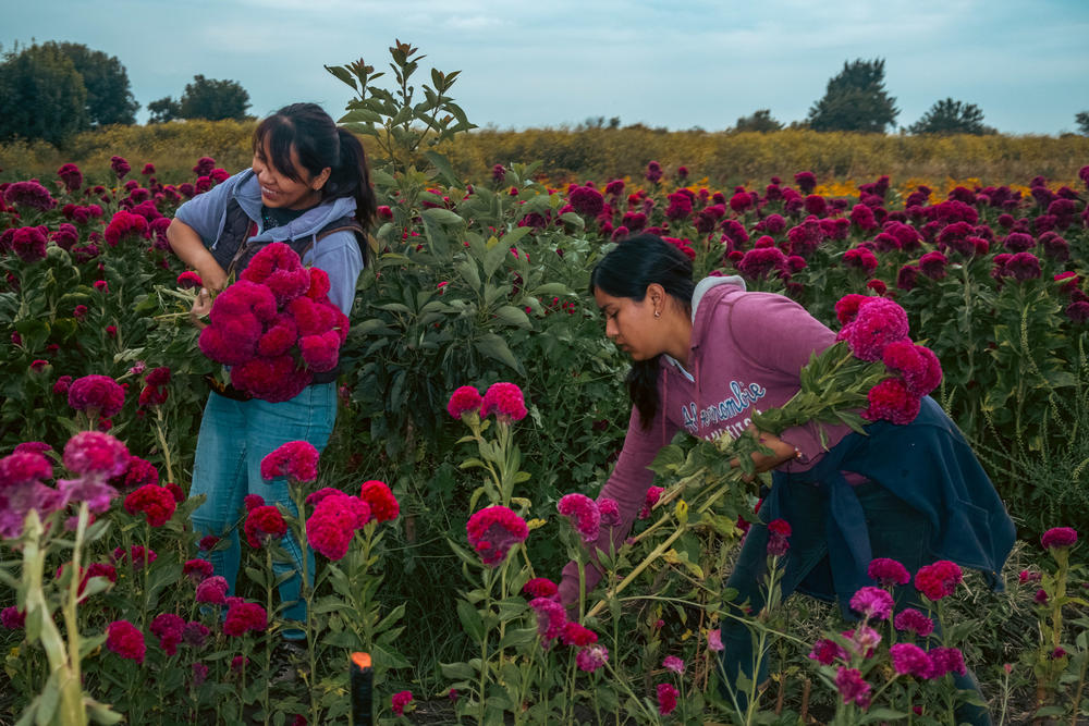 Maria Fernanda Hernandez Reyes y  Miriam García Reyes durante la jornada laboral cosechando flor Terciopelo en San Fúlix Hidalgo, Puebla, México.