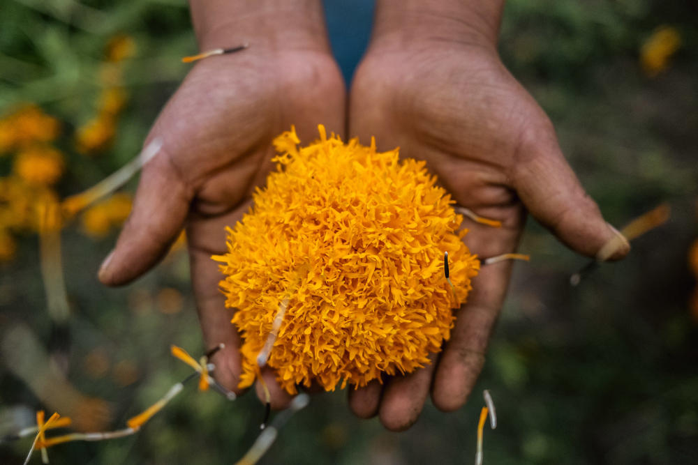 Maria Fernanda Hernandez Reyes, holds a Cempasúchil flower.