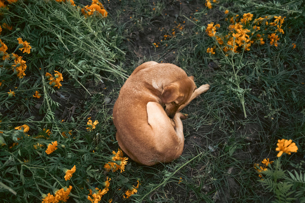 Lula, the Marin Solis family's dog rests during her family's workday in San Fúlix Hidalgo, Puebla, Mexico.