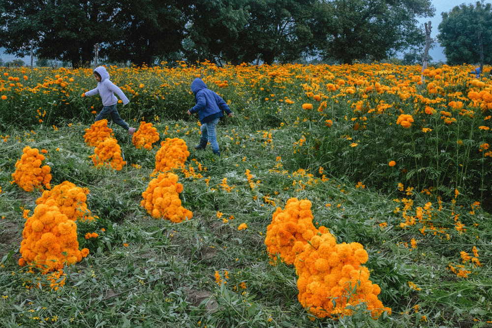 Abril and Alonso play while their family harvests Cempasúchil flowers in San Fúlix Hidalgo, Puebla, Mexico.