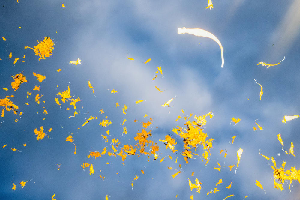 Abril throws Cempasúchil flower petals to the sky as her parents, aunts and grandparents work harvesting flowers in San Fúlix Hidalgo, Puebla, Mexico.