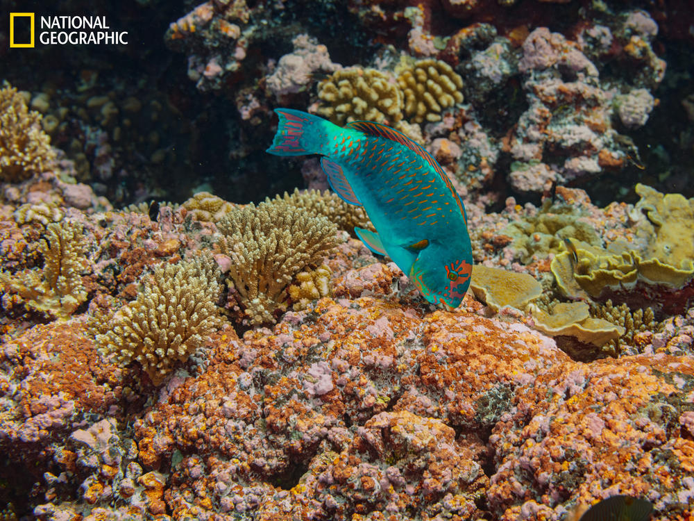 A parrotfish scrapes off and eats turf algae from coral skeletons at Millennium (Caroline) Atoll. This promotes the growth of pink, rock-hard crustose coralline algae — the best surface for coral larvae to settle on and rebuild the reef.