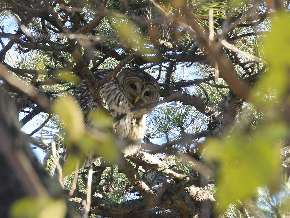 Barred owls are known to be aggressive and territorial. A barred owl similar to this one recently attacked a Washington state woman — twice.