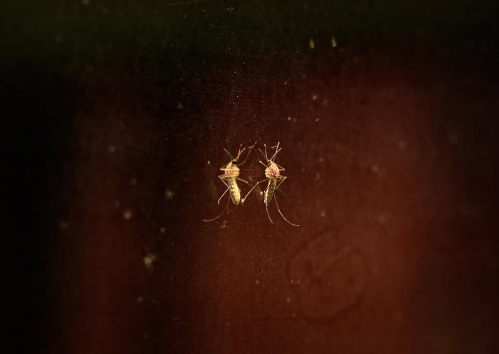 The Anopheles stephensi mosquito, seen here sitting on a window, is year-round pest that has invaded urban areas in parts of Africa, and has recently been the cause of dramatic outbreaks of malaria in Ethiopia.