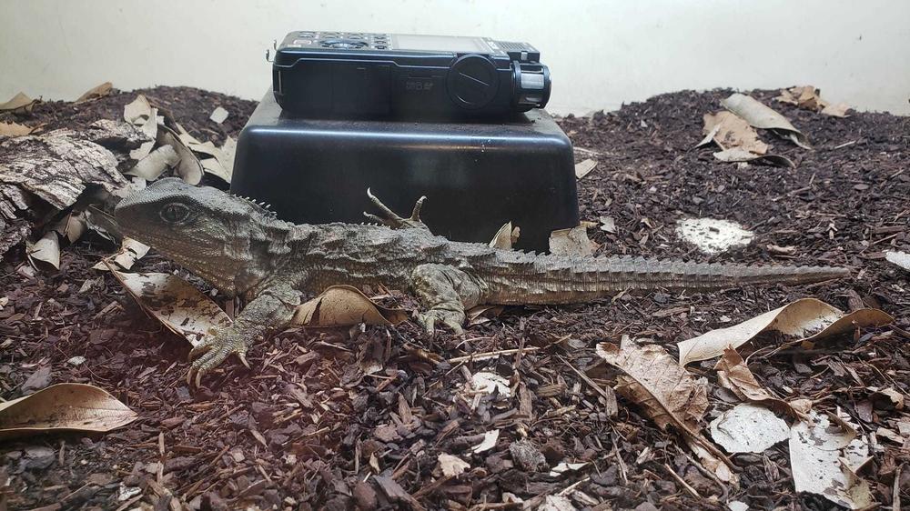 A tuatara — a rare reptile only found in the wild in New Zealand — was recorded at the U.K.'s Chester Zoo last year.