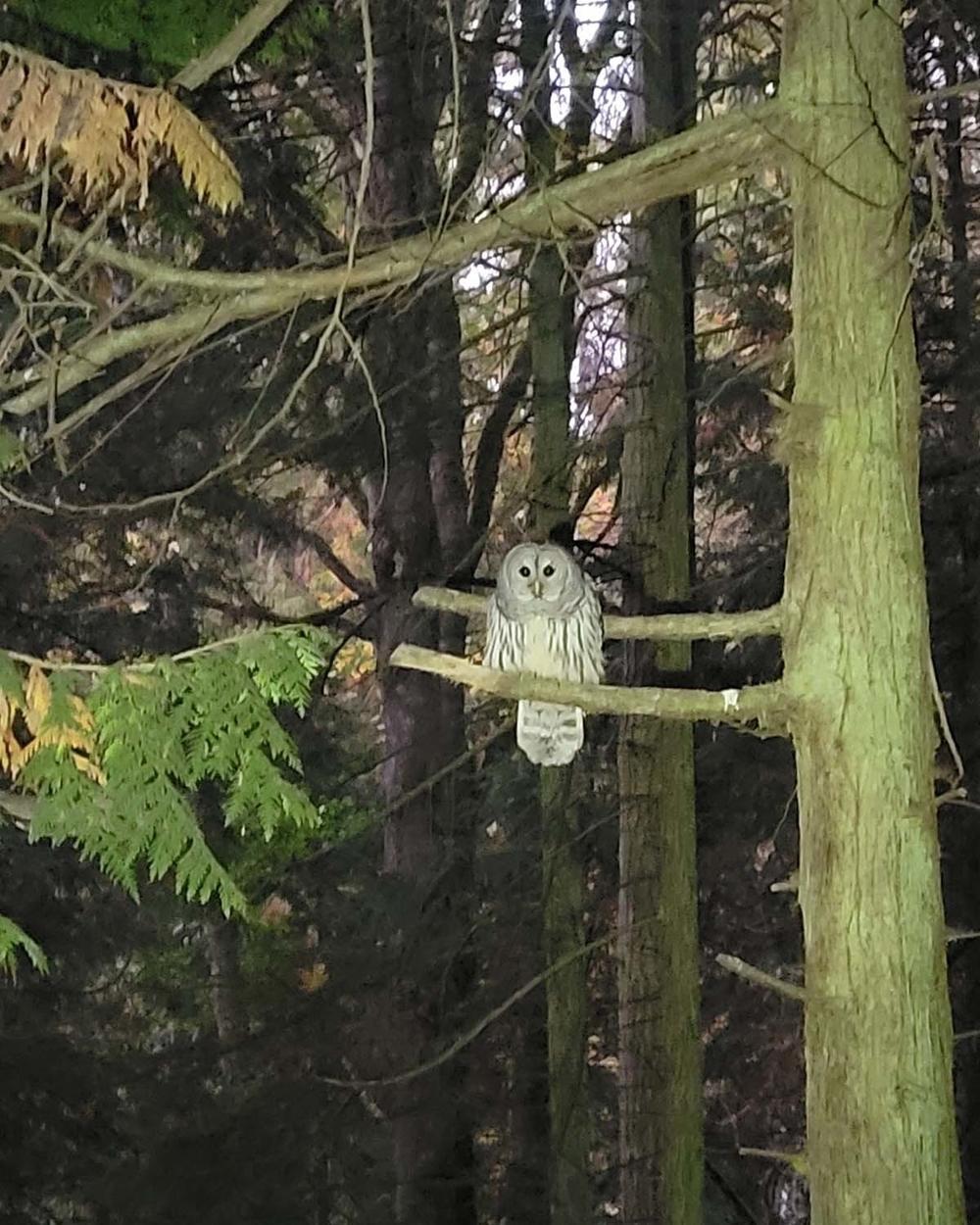 This barred owl attacked Kirsten Mathisen twice. 