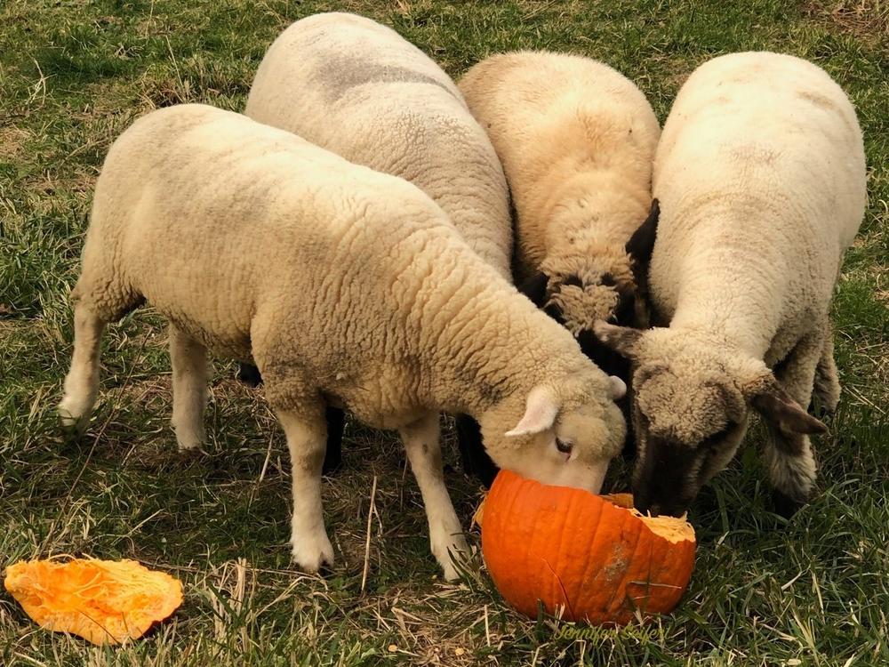From October to December, Pumpkins For Pigs connects community members across the country with local farms, so their leftover pumpkins can be used for animal feed.