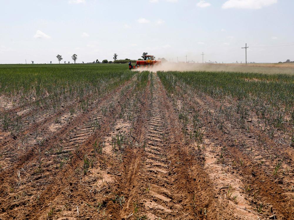 A view of soybeans being planted on a farm in Balfour, South Africa on Oct. 20, 2021. Regenerative agriculture is a loosely defined term, but generally involves promoting on-farm soil health and carbon sequestration through practices like cover cropping and no-tilling.