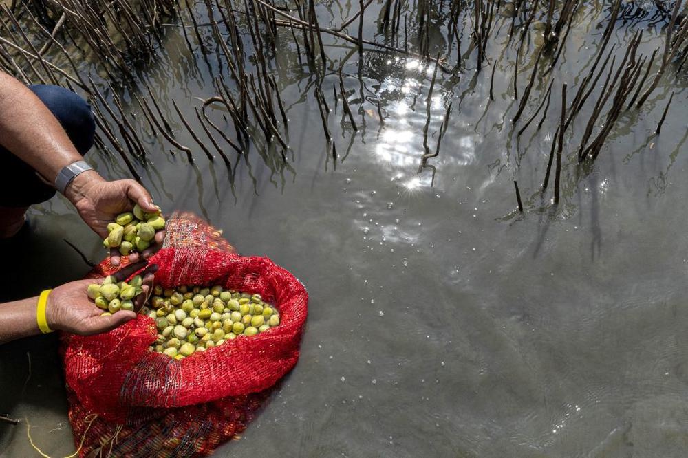 Sayed Khalifa, the head of Egypt's Syndicate of Agriculture, holds mangrove fruits during a tour of a reforestation project. The newly-planted mangroves are part of a program to boost biodiversity, protect coastlines and fight climate change and its impacts.