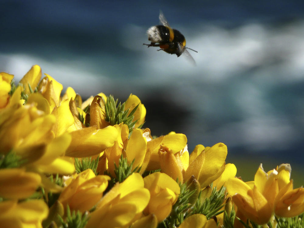 In an experiment conducted by researchers at Queen Mary University of London, bees could make their way through an unobstructed path to a feeding area or opt for a detour into a chamber with wooden balls (toys). Many took the detour.