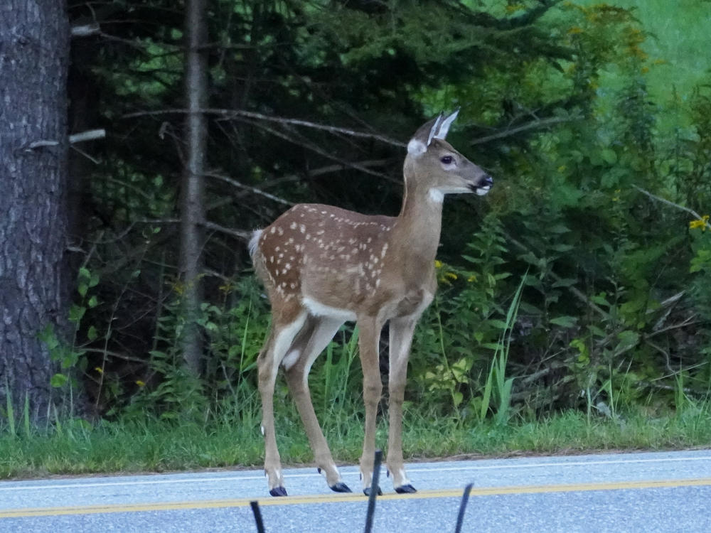 A white tail deer fawn stands in the road, Sept. 10, 2021, in Freeport, Maine.