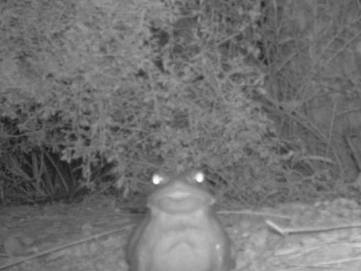 Black and white motion sensor camera capture of Sonoran Desert Toad staring into your soul at Organ Pipe Cactus National Monument, Arizona.