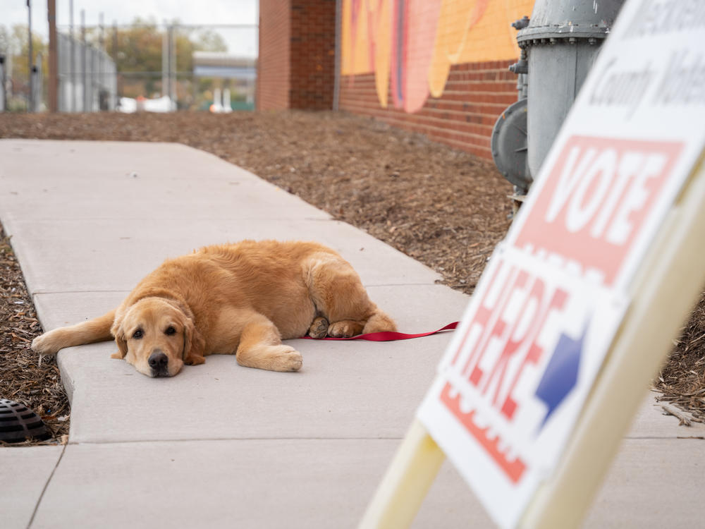A dog named Georgia waits for their owner outside a voting location on Saturday in Charlotte, N.C. It was the last day for early voting in the state.
