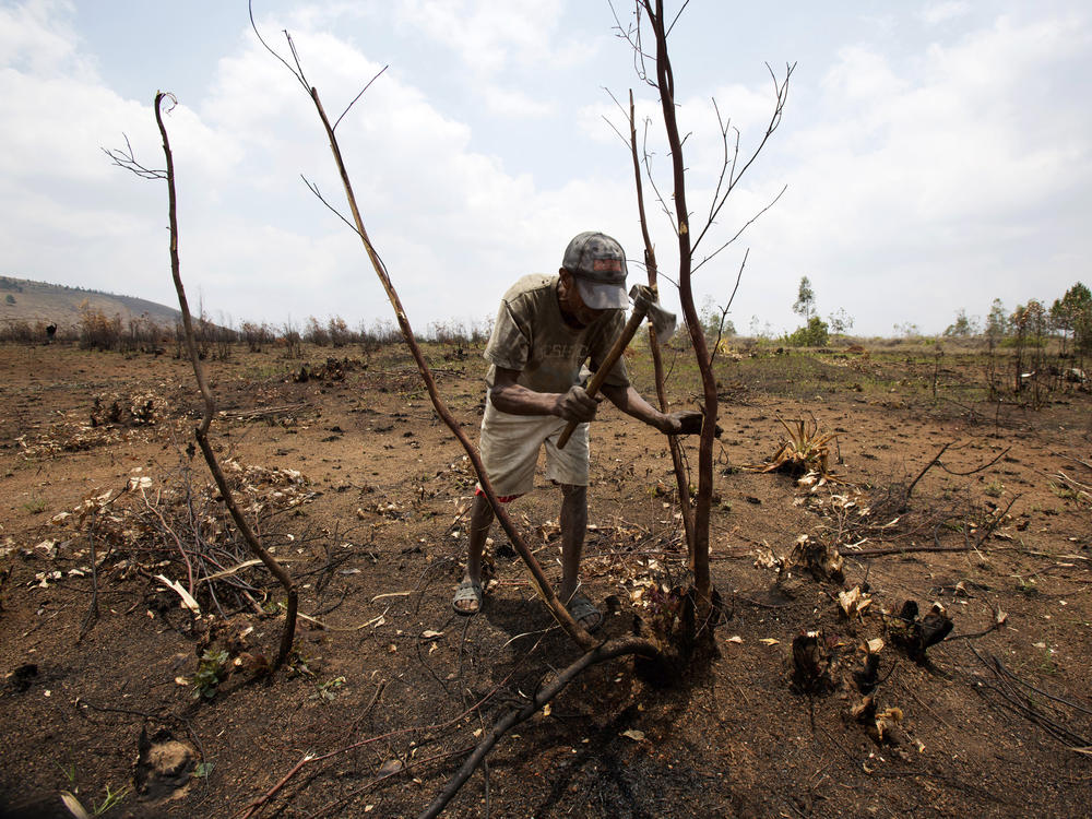 A farmer chops down what is left of a tree in a burnt forest in Ankazobe, Madagascar, on Saturday. Parts of the forest were set on fire to make way for farming and firewood. Nearly 50 heads of states or governments will take part in climate talks in Egypt at COP27 this week.